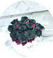 Real Roses Preserved | Lady Q